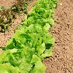 Farm stay Terra Di Ea *