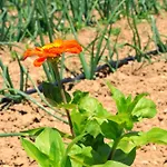 Farm stay Terra Di Ea Tortoreto
