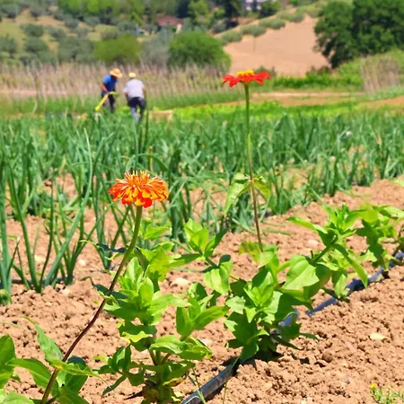 Terra Di Ea مزرعة للإقامة Tortoreto