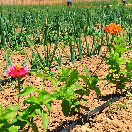 Terra Di Ea * Tortoreto