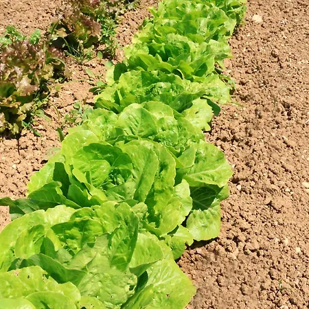 Lantgård Terra Di Ea *