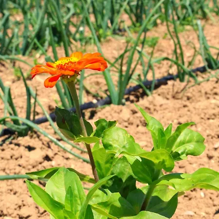 مزرعة للإقامة Terra Di Ea Tortoreto