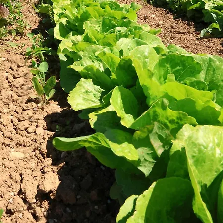 Terra Di Ea Lantgård *