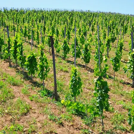 Terra Di Ea Tortoreto