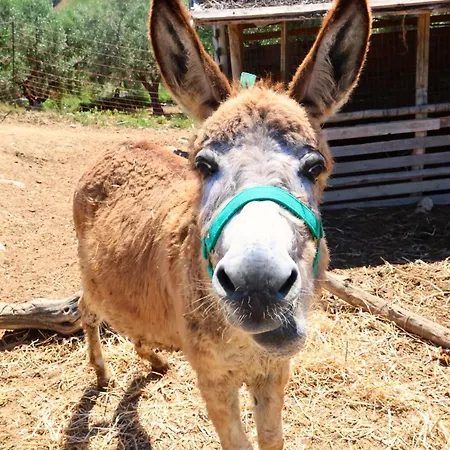 Terra Di Ea Lantgård *