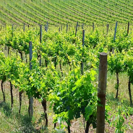 Lantgård Terra Di Ea Tortoreto