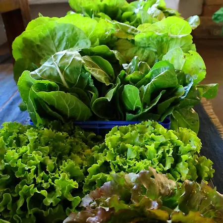 Terra Di Ea Lantgård *