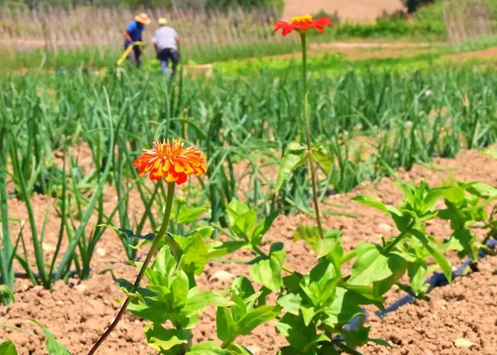 Terra Di Ea Farm stay Tortoreto