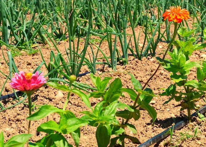 Terra Di Ea * Tortoreto