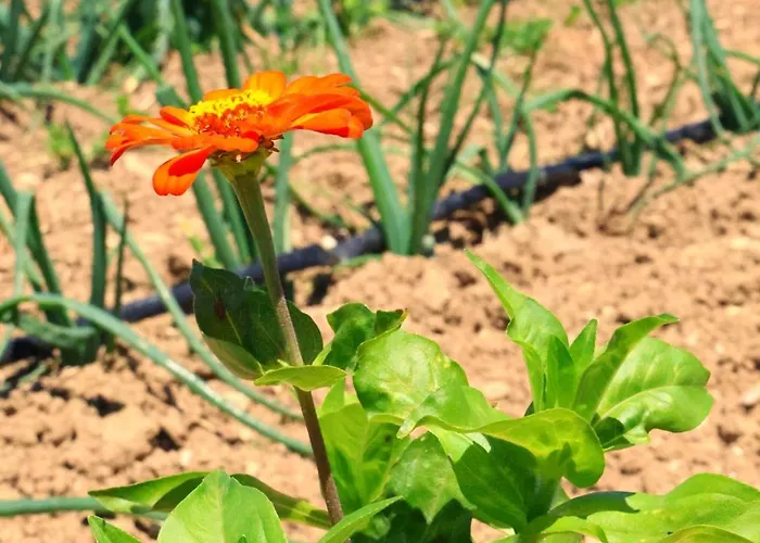 Farma Terra Di Ea Tortoreto