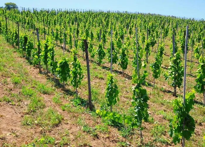 Terra Di Ea Tortoreto