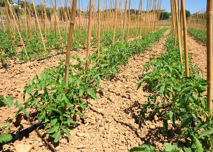 Farm stay Terra Di Ea