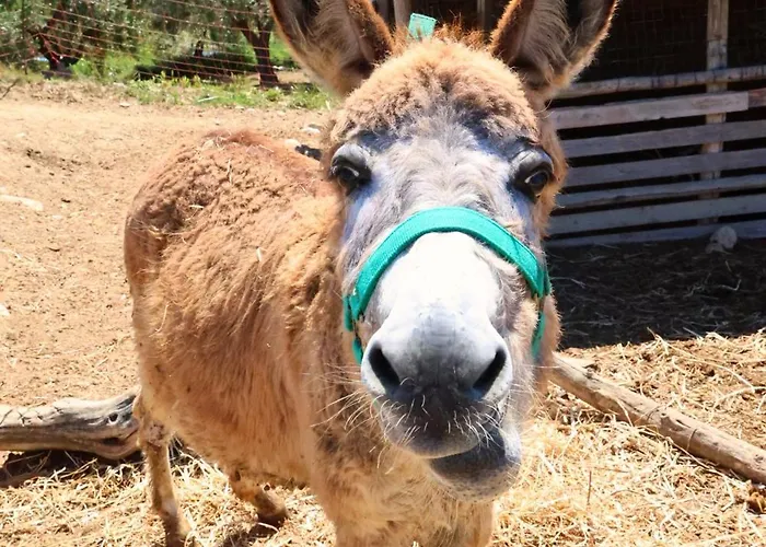 Terra Di Ea Farm stay *