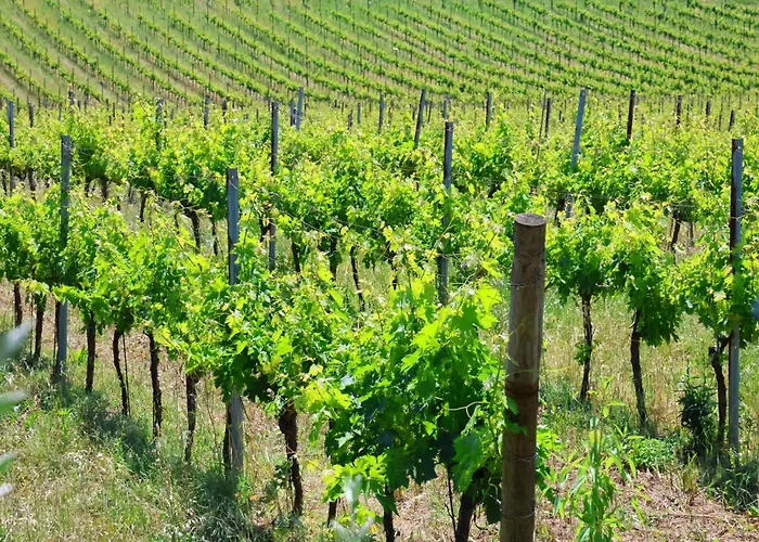 Farm stay Terra Di Ea Tortoreto